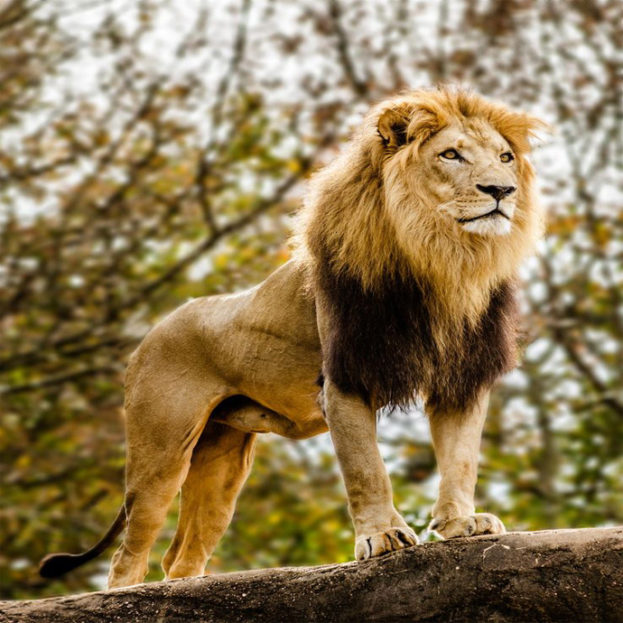 أجمل صور أسد في العالم Most beautiful Lion Pictures عالم الصور