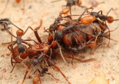 تحميل صور ملكة النمل Ant Queen Pictures -عالم الصور