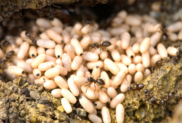 صور بيض النمل تحت الأرض داخل المملكة Egg Ants Inside The Kingdom-عالم الصور