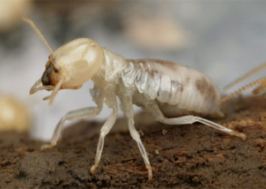 صور النمل الأبيض الأرضة White Ant Images- - عالم الصور