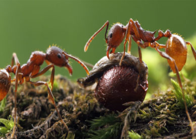 بالصور نمل أحمر يتغذى على الحشرات -عالم الصور