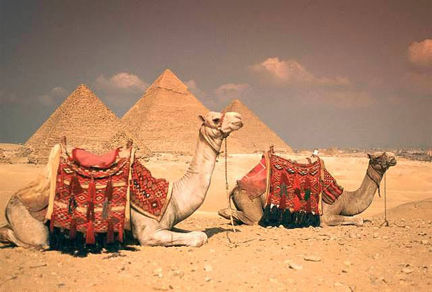 أجمل صور سفينة الصحراء مع اهرام مصر Pyramids And Camels - عالم الصور