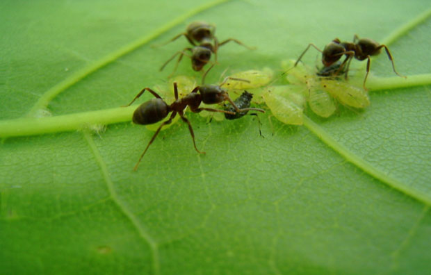 سبحان الله صور النمل الأسود يتغذى على الحشرات Black Ants Images- عالم الصور