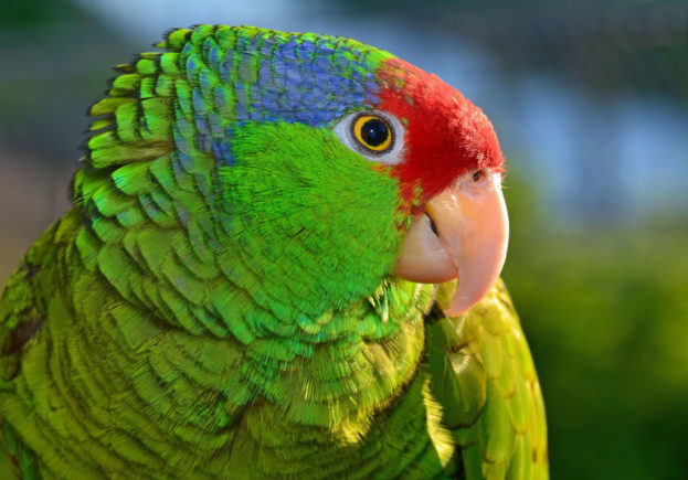 صور ببغاء الامازون الجميلة الذكية المتكلمة Amazon Parrots-عالم الصور
