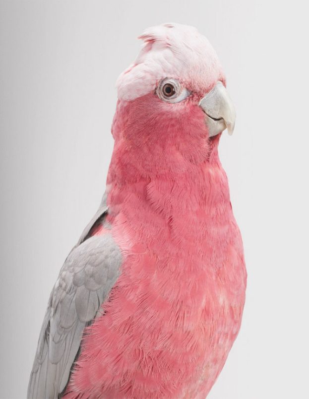 صور عن طيور ببغاء كوكاتو Cockatoo Parrot-عالم الصور
