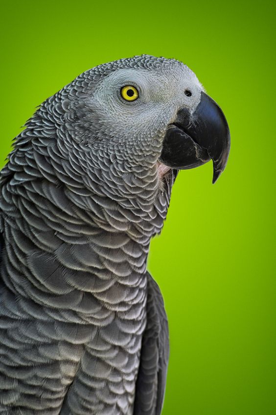 احلى صور الببغاء الافريقي الرمادي Grey African Parrot-عالم الصور