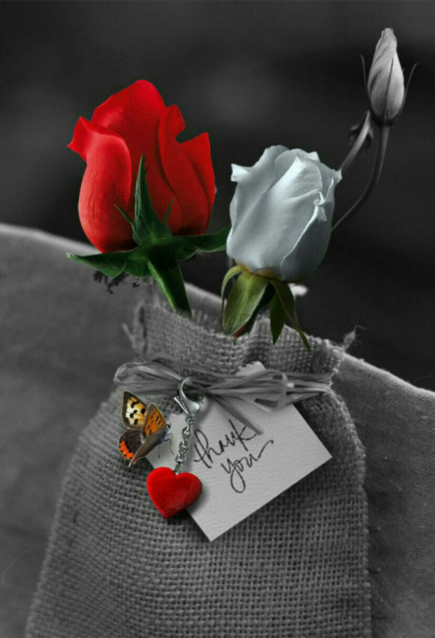  زهورو ورود جميلة  Rose-flowers-love-images-623x913