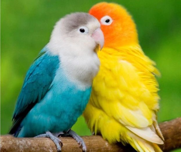 صور طيور الببغاء الصغيرة الملونة جديدة Small Baby Parrots-عالم الصور