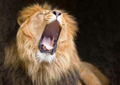 بالصور خلفيات ملك الغابة الاسد اقوى حيوانات البرية يزأر-عالم الصور