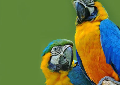 صور اجمل انواع طيور ببغاوات -عالم الصور