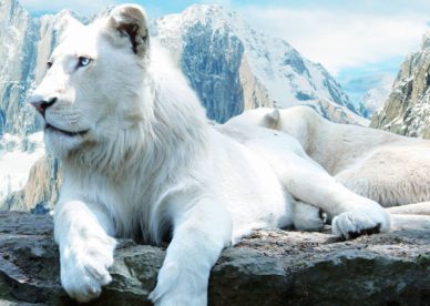 أجمل وأروع خلفيات صور حيوان الأسد الابيض White Lion Wallpapers HD-عالم الصور