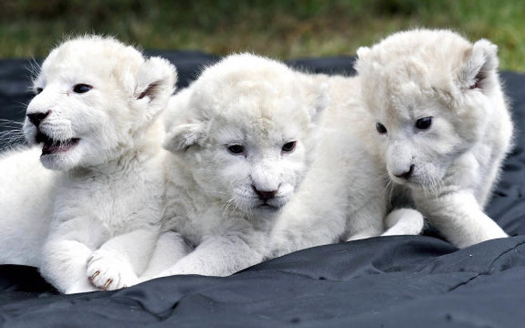 صور صغار الاسد الابيض White Lion Baby - عالم الصور