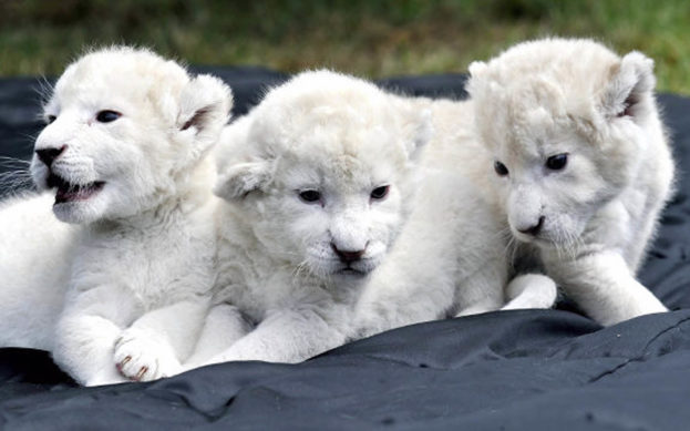 صور صغار الاسد الابيض White Lion Baby-عالم الصور