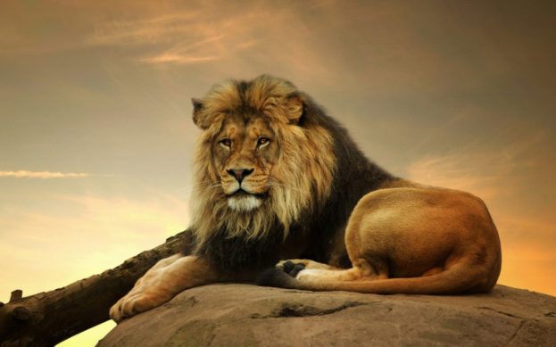 صور الاسد الافريقي African Lion-عالم الصور