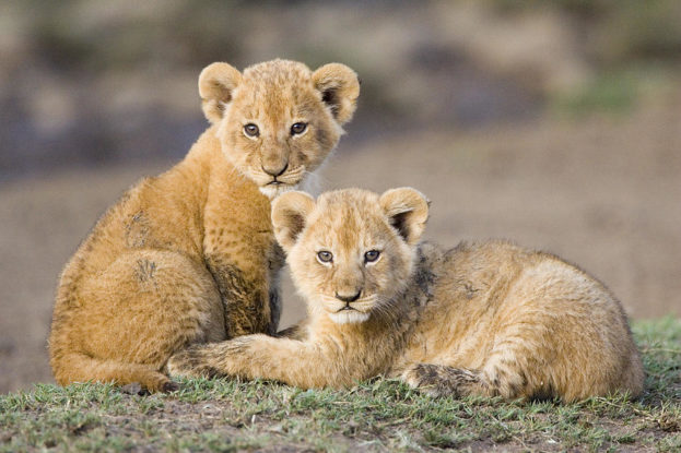 صور اشبال الاسد Cubs lion-عالم الصور