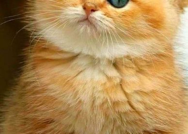 أجمل صور قطط كيوت 2023- عالم الصور